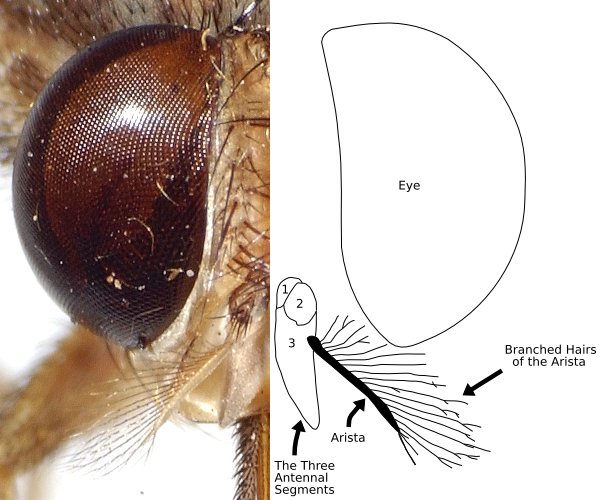 Файл:Tsetse aristaHairs labeled.jpeg