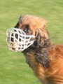 Файл:Afghanen Coursing muzzle.jpg