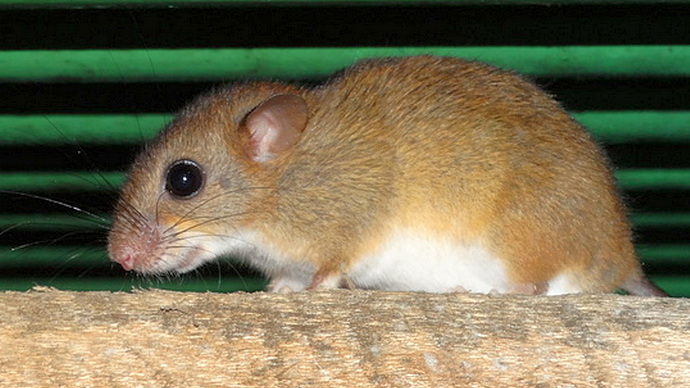 Файл:Oecomys bicolor 2.jpg