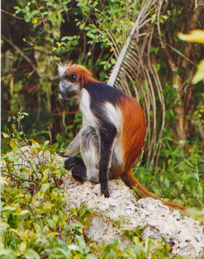 Файл:Red Colobus monkey.jpeg