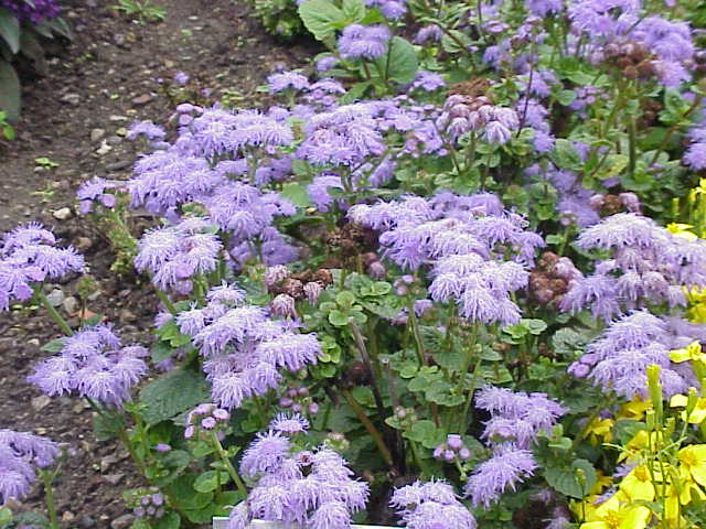 Файл:Ageratum houstonianum0.jpg