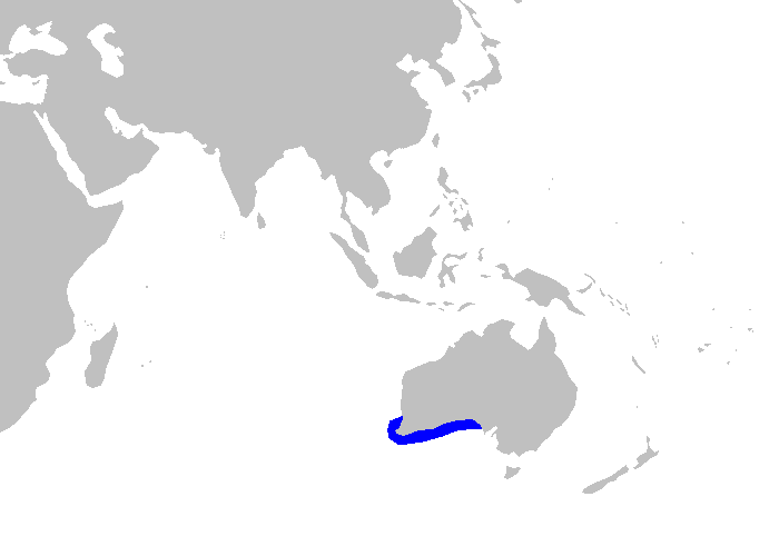 Файл:Asymbolus occiduus distmap.png