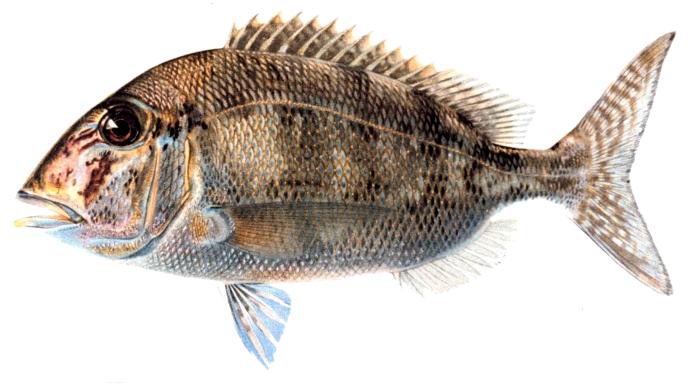 Файл:Calamus bajonado.jpg