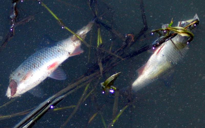 Файл:Fischsterben.jpg