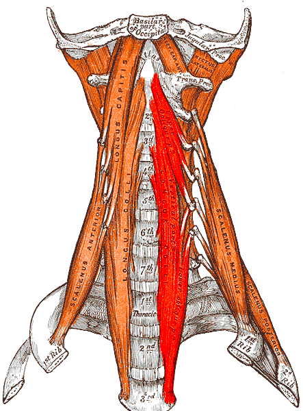 Файл:Gray — musculus longus colli.png