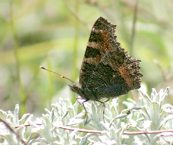Файл:Tortoiseshell I IMG 3869.jpg