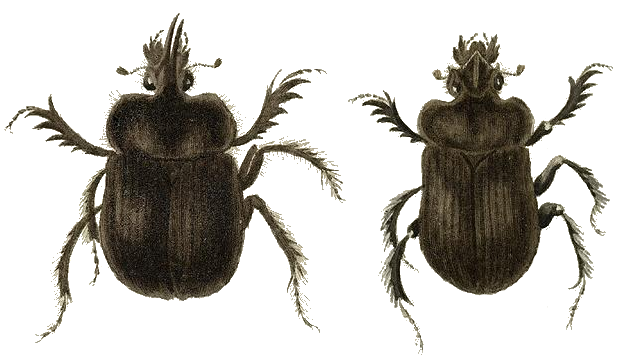 Файл:Ceratophyus polyceros.png
