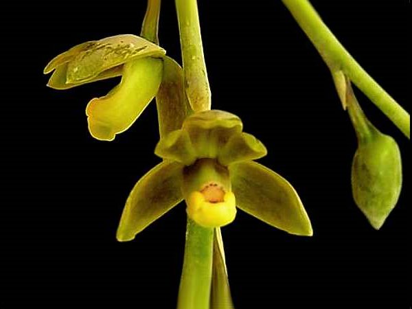 Файл:Prosthechea glauca.jpg