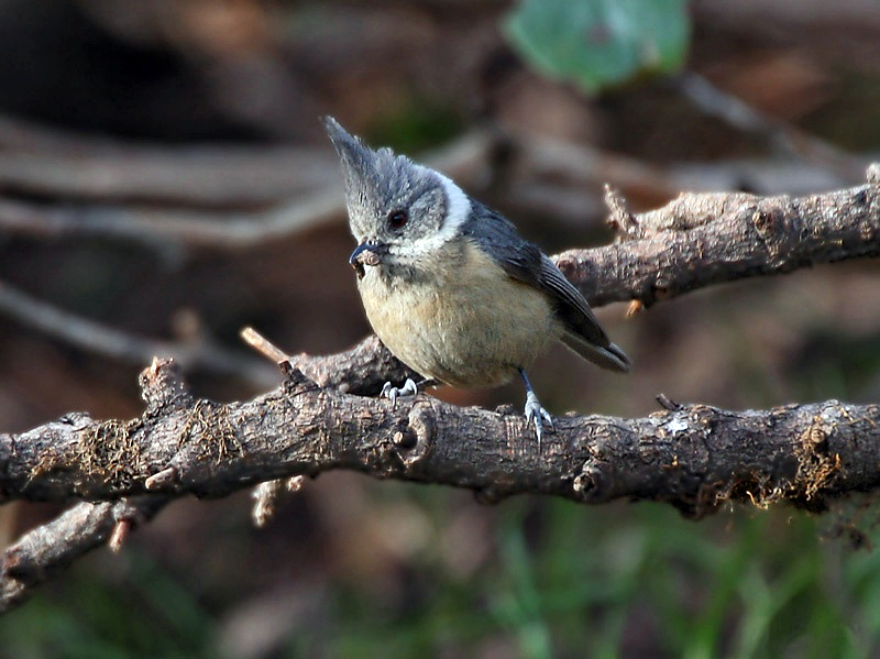 Файл:Grey-crested Tit I IMG 7285.jpg