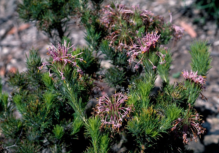 Файл:Isopogon adenanthoides.jpg