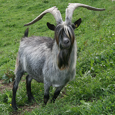 Файл:Capra Grigia Bock.jpg