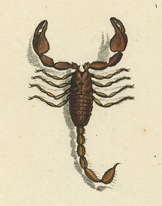 Файл:Euscorpius germanus.jpg