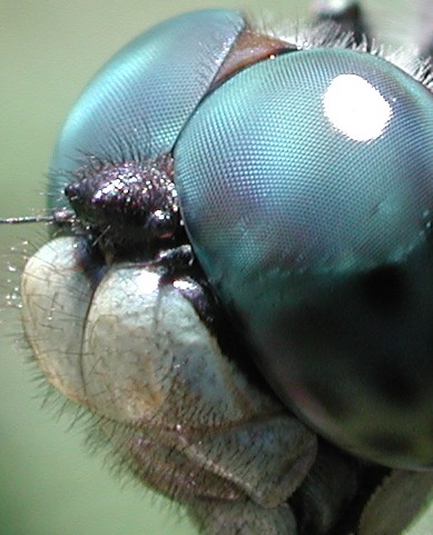 Файл:Dragonfly eye 3811.jpg