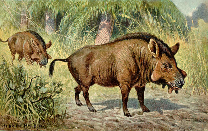 Файл:Entelodon Sp Illustration.jpg