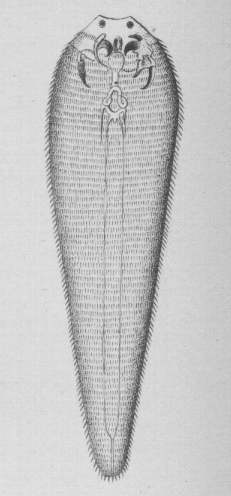 Файл:Linguatula taenioides.jpg
