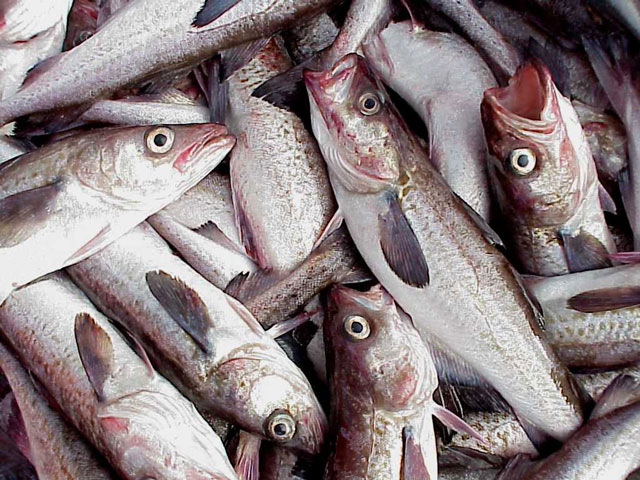 Файл:Alaska pollock 2.jpg