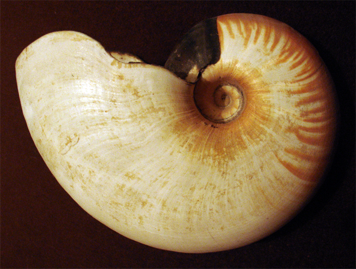 Файл:Allonautilus scrobiculatus.png