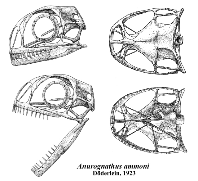 Файл:Anurognathus skull.jpg