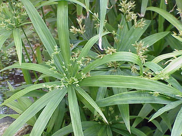 Файл:Cyperus diffusus1.jpg