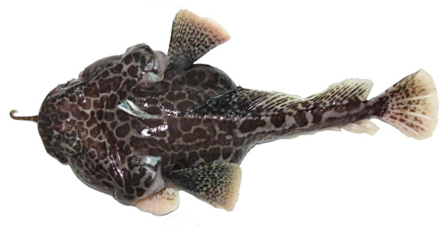 Файл:Pog tronio holotype2.jpg