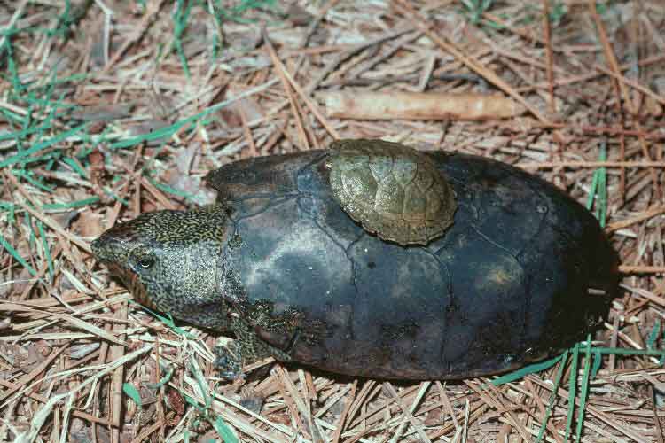 Файл:Sternotherus depressus.jpg