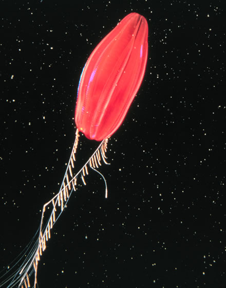 Файл:Ctenophore.jpg