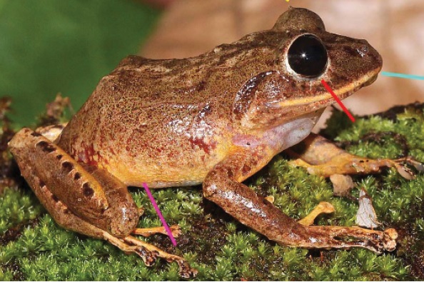 Файл:Pristimantis gretathunbergae.jpg