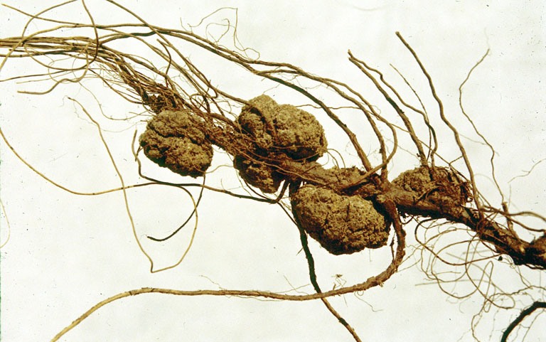 Файл:Agrobacteriumgall.jpg