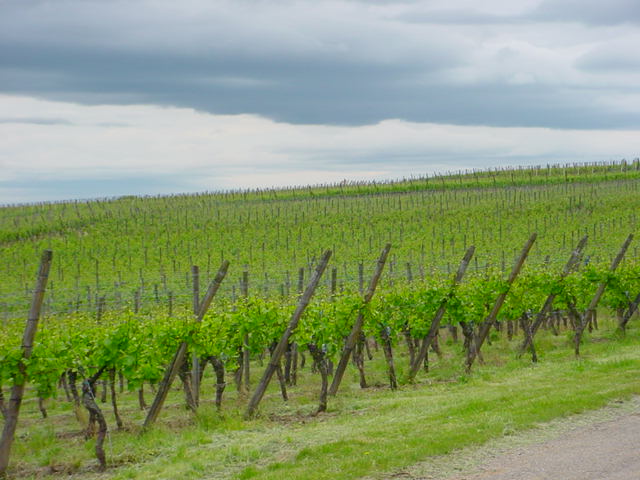 Файл:Alsace Vineyard.jpg