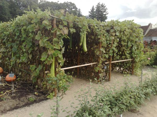 Файл:ChenonceauVegetables.jpg