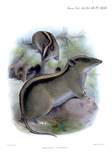 Файл:Chrotomys whiteheadi.jpg