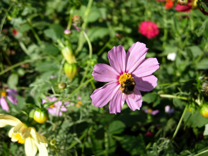 Файл:Cosmos bipinnatus-4.jpg