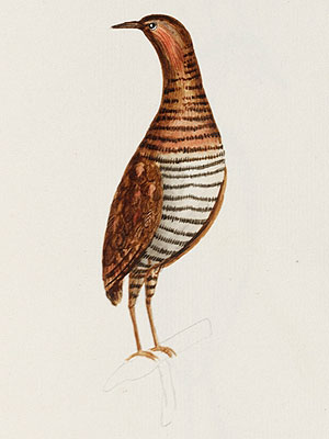 Файл:Gallirallus.sp.norfolk.awda.jpg
