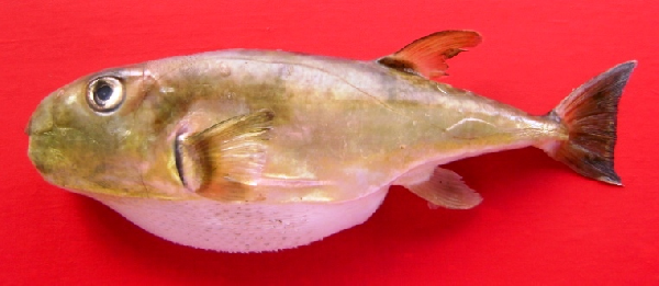 Файл:Lagocephalus spadiceus Pakistan.png