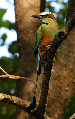 Файл:Motmot1.jpg