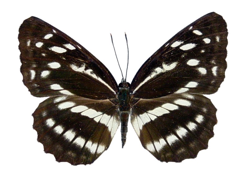 Файл:Neptis alwina.jpg