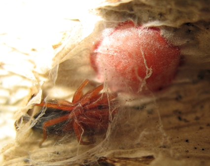 Файл:Nops guanabacoae eggsac.jpg