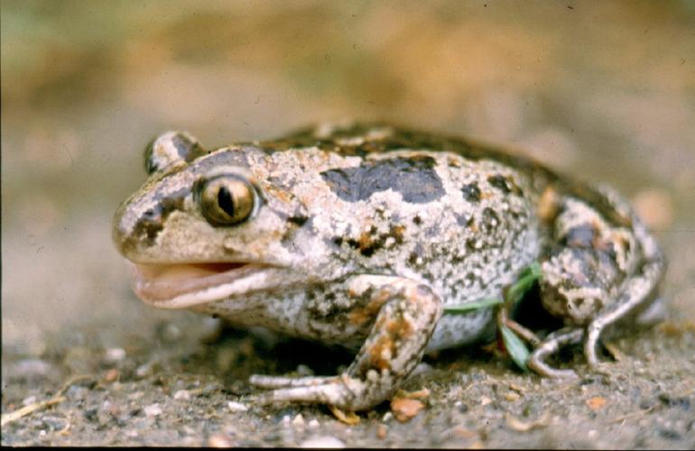 Файл:Pelobates fuscus insubricus01.jpg