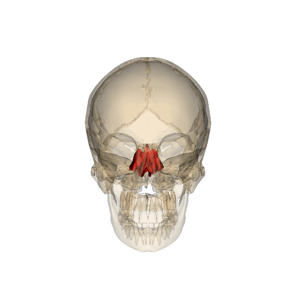 Файл:Rotation ethmoid.gif