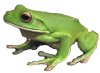 Файл:White-Lipped-small.jpg