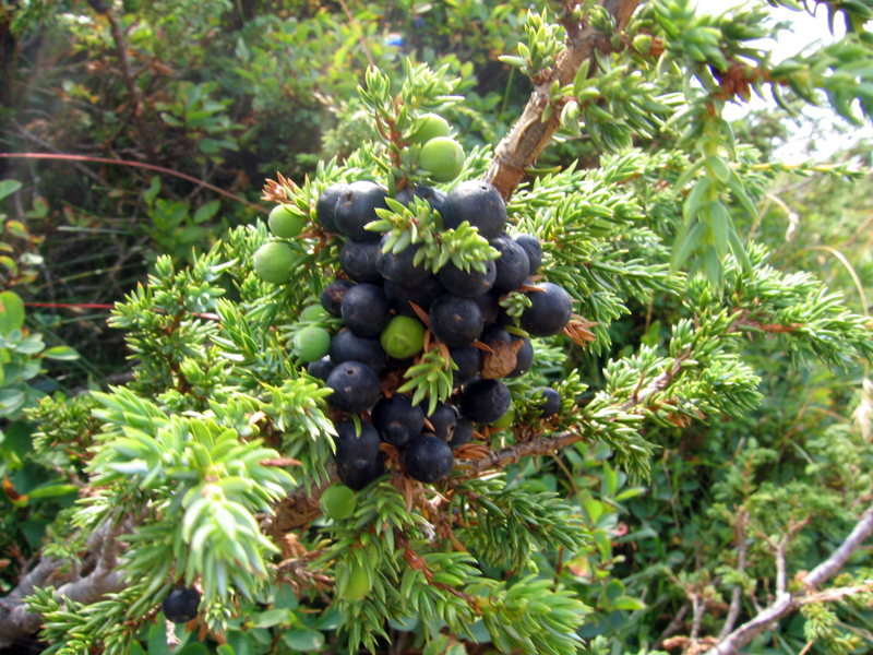 Файл:Juniperus kleka.jpg