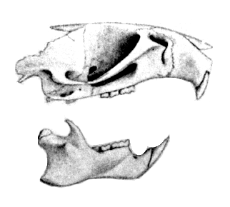 Файл:Pseudoryzomys simplex top.png