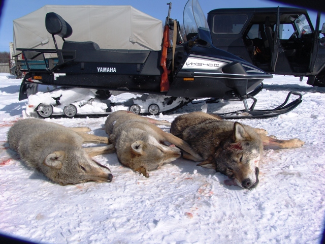 Файл:Regulirovanie chislennosti volkov v ohotnichem hozyaistve Alekseevskogo raiona Volgogradskoi oblasti.JPG