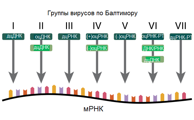 Файл:VirusBaltimoreClassification svg rus.png