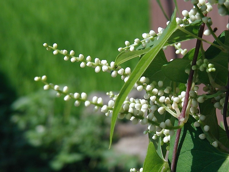 Файл:W yamanoimo1081.jpg
