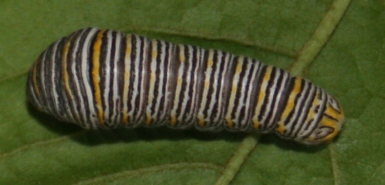 Файл:Zebra Swallowtail larva, Megan McCarty46.jpg