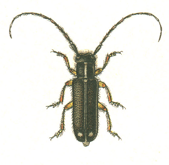 Файл:Menesia bipunctata.jpg