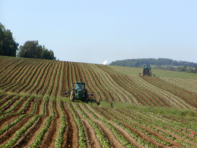 Файл:Tractors in Potato Field.jpg