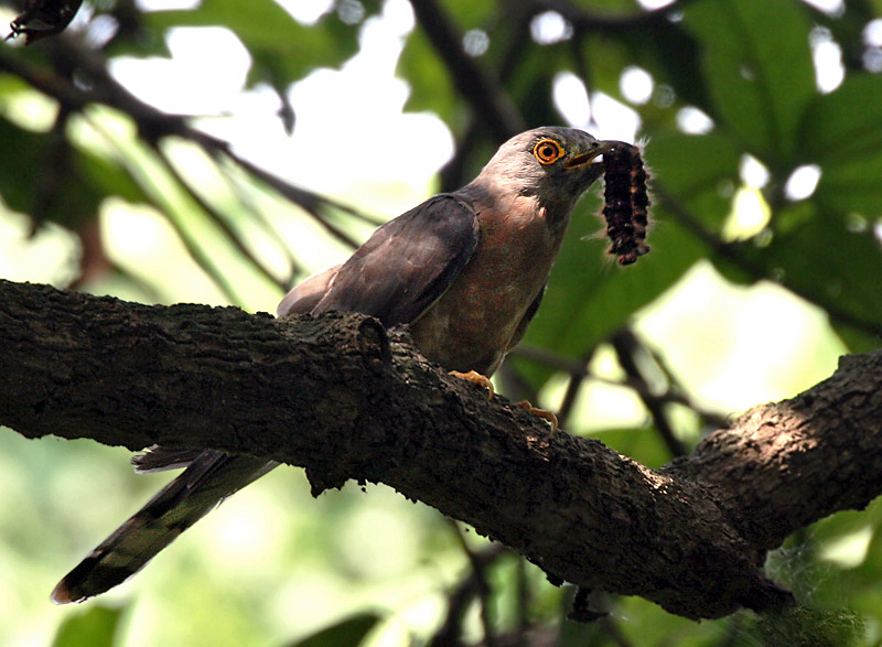 Файл:Common Hawk Cuckoo I IMG 7711.jpg