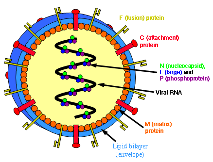 Файл:Henipavirus structure.png